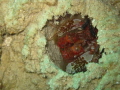   This Photo was taken Bengalon Reef Jan 2011 but when want take second shrimp has intered hole  